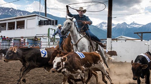 rodeo rider catching some bulls